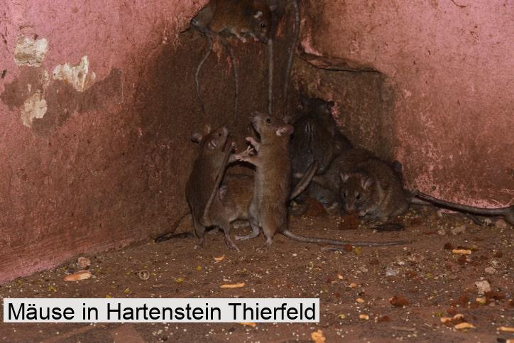 Mäuse in Hartenstein Thierfeld